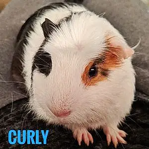 Name Guinea Pig Curly