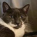 Cat, Carnivore, Felidae, Grey, Window, Small To Medium-sized Cats, Whiskers, Snout, Domestic Short-haired Cat, Furry friends, Black & White, Terrestrial Animal, Box, Monochrome, Cat Furniture, Paw