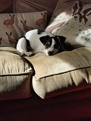 Name Jack Russell Dog Dougal