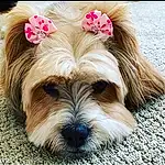 Dog, Dog breed, Carnivore, Liver, Companion dog, Fawn, Toy Dog, Dog Supply, Snout, Working Animal, Shih Tzu, Canidae, Small Terrier, Terrier, Water Dog, Maltepoo, Flower, Biewer Terrier, Puppy love