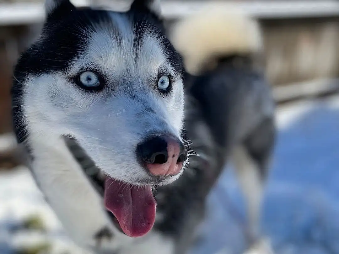 Dog, Carnivore, Snow, Dog breed, Sled Dog, Collar, Snout, Winter, Freezing, Whiskers, Furry friends, Canis, Working Dog, Canidae, Siberian Husky, Ancient Dog Breeds, Working Animal