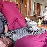 Cat, Leg, Comfort, Couch, Thigh, Carnivore, Pink, Felidae, Whiskers, Lap, Small To Medium-sized Cats, Human Leg, Tail, Linens, Furry friends, Sportswear, Domestic Short-haired Cat, Knee, Foot, Room