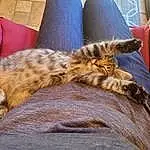 Furniture, Cat, Couch, Comfort, Felidae, Carnivore, Textile, Small To Medium-sized Cats, Whiskers, Fawn, Terrestrial Animal, Tail, Snout, Wood, Thigh, Furry friends, Domestic Short-haired Cat, Human Leg, Big Cats, Paw