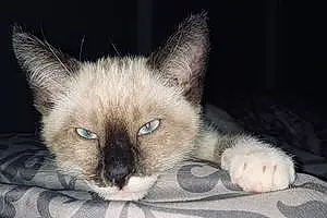 Name Siamese Cat Dizzy