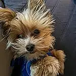 Dog, Eyes, Dog Supply, Carnivore, Dog breed, Companion dog, Fawn, Toy Dog, Liver, Snout, Terrier, Working Animal, Small Terrier, Canidae, Whiskers, Furry friends, Yorkipoo, Electric Blue, Maltepoo