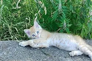 Oriental Longhair Cat Shiloh