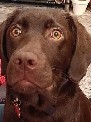 Name Labrador Retriever Dog Dyson