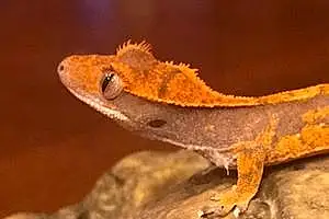 Name Gecko Clay