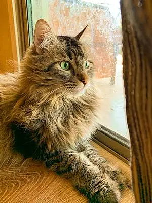 Name Maine Coon Cat Greg