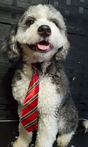 Name Mixed breed Dog Einstein