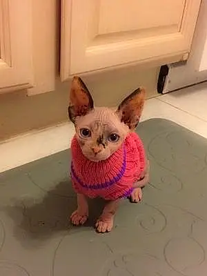 Name Sphynx Cat Gilly
