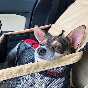 Name Chihuahua Dog Deebo