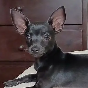 Name Pinscher Dog Chiquita