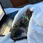 Cat, Laptop, Computer, Computer Keyboard, Personal Computer, Comfort, Input Device, Output Device, Snow, Netbook, Felidae, Carnivore, Grey, Sky, Peripheral, Small To Medium-sized Cats, Whiskers, Tail, Snout, Touchpad