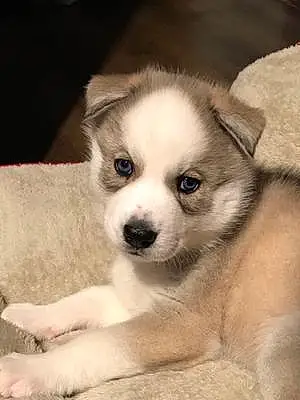 Name Husky Dog Everest