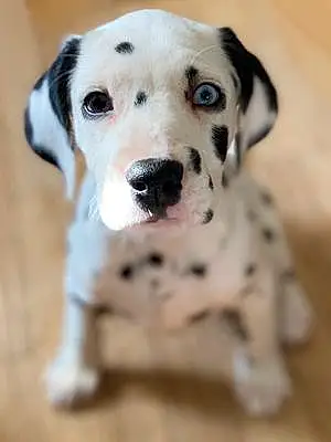 Dalmatian Dog Gracie