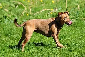 Name Patterdale Terrier Dog Briar