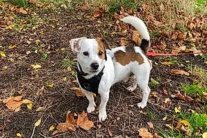 Jack Russell Dog Archie