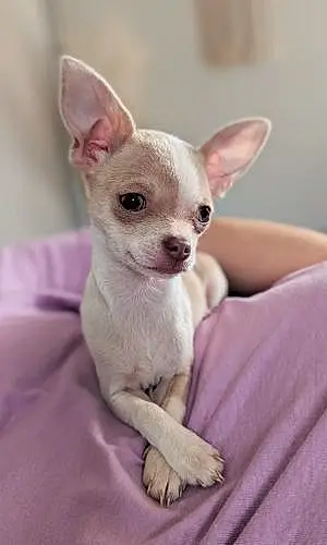 Name Chihuahua Dog Flo