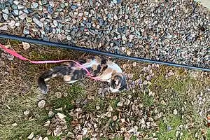 Name American Shorthair Cat Gidget