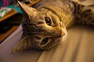Name American Shorthair Cat Celeste
