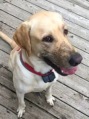 Name Labrador Retriever Dog Flint