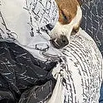 Dog, Comfort, Textile, Sleeve, Grey, Carnivore, Fawn, Companion dog, Dog breed, Linens, Pattern, Bedding, Whiskers, Terrestrial Animal, Handwriting, Pillow, Furry friends, Felidae, Font, Art