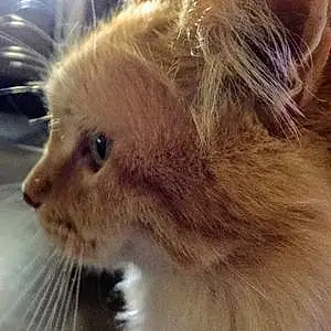 Name American Shorthair Cat Aggie