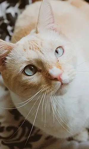 Name Siamese Cat Dipper
