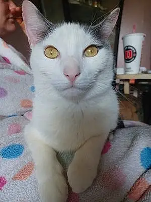 Name American Shorthair Cat Figaro