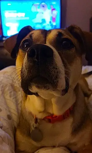 Name Beagle Dog Chelsea