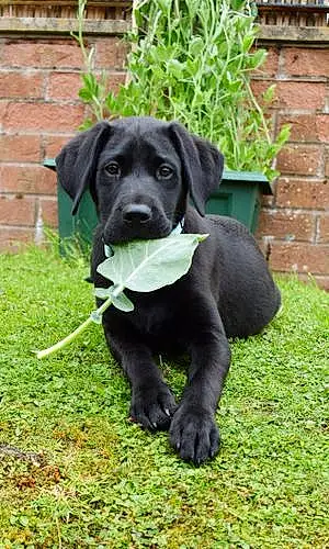 Name Labrador Retriever Dog Geoffrey