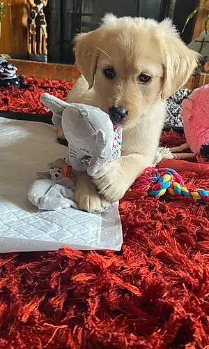 Name Labrador Retriever Dog Cora