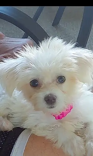 Name Maltese Dog Bianca