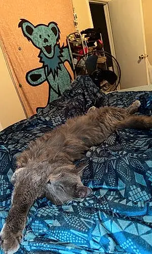 Chartreux Cat Milo
