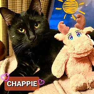 Name American Shorthair Cat Chappie