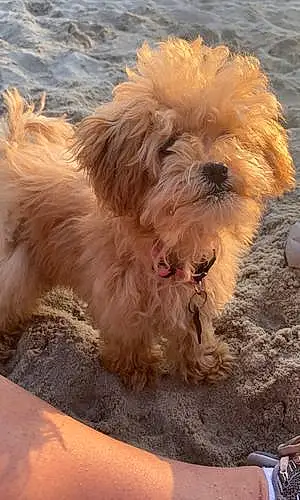Name Maltese Dog Chelsea