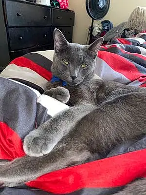 Name Russian Blue Cat Ceasar