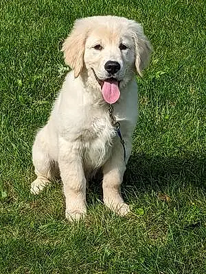 Name Golden Retriever Dog Charley