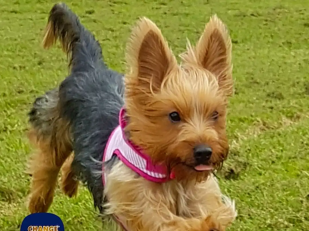 Dog, Dog breed, Canidae, Australian Terrier, Yorkshire Terrier, Carnivore, Companion dog, Australian Silky Terrier, Terrier, Norwich Terrier, Screenshot, Snout, Puppy, Rare Breed (dog), Small Terrier
