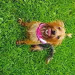 Canidae, Dog, Dog breed, Grass, Companion dog, Carnivore, Norfolk Terrier, Puppy, Australian Terrier, Norwich Terrier, Plant, Yorkshire Terrier, Terrier, Lawn