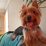 Dog, Yorkshire Terrier, Canidae, Nose, Terrier, Snout, Companion dog, Dog breed, Small Terrier, Carnivore, Australian Silky Terrier, Australian Terrier, Furry friends, Toy Dog, Puppy, Ear, Morkie, Norfolk Terrier