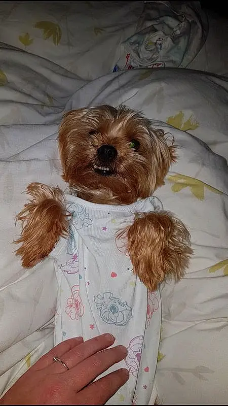 Dog, Canidae, Yorkshire Terrier, Dog breed, Carnivore, Morkie, Terrier, Schnoodle, Puppy, Companion dog, Toy Dog, Small Terrier, Rare Breed (dog), Lhassa Apso, Dog Clothes, Cockapoo