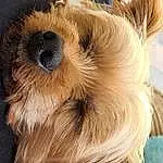 Dog, Canidae, Dog breed, Nose, Close-up, Snout, Australian Terrier, Norwich Terrier, Carnivore, Companion dog, Terrier, Puppy, Ear, Eyes, Furry friends, Yorkshire Terrier, Australian Silky Terrier, Fawn