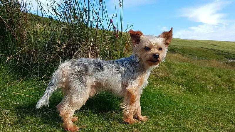 Dog, Dog breed, Canidae, Yorkshire Terrier, Carnivore, Cairn Terrier, Australian Silky Terrier, Bosnian Coarse-haired Hound, Terrier, Australian Terrier, Norwich Terrier, Companion dog, Rare Breed (dog), Dutch Smoushond, Small Terrier, Berger Picard, Sporting Lucas Terrier