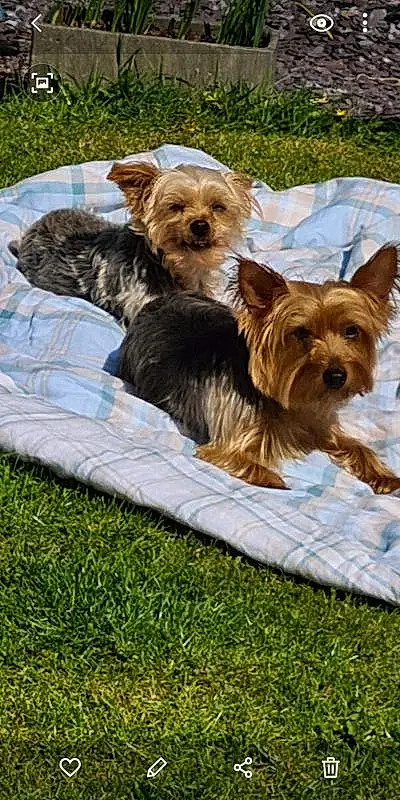 Dog, Dog breed, Canidae, Yorkshire Terrier, Companion dog, Carnivore, Terrier, Australian Silky Terrier, Small Terrier, Biewer Terrier, Puppy, Toy Dog, Morkie, Rare Breed (dog), Yorkipoo, Cairn Terrier, Australian Terrier