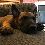 Dog, Dog breed, Comfort, Carnivore, Fawn, Companion dog, Gas, Kitchen Appliance, Snout, German Shepherd Dog, Whiskers, Terrestrial Animal, Room, Wood, Furry friends, Working Animal, Paw, Couch, Hardwood