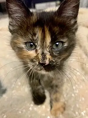Name Cat Gertrude