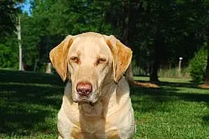 Name Labrador Retriever Dog Beauregard