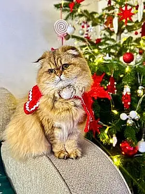 Name Scottish Fold Cat Cleo